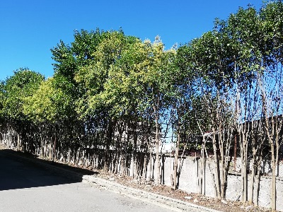 Lavori di pubblica utilità Scuola Martin Luther King di Roma 