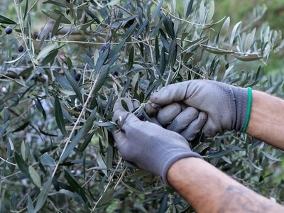 Isola di Gorgona - raccolta olive