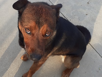 cane randagio cinofili asti