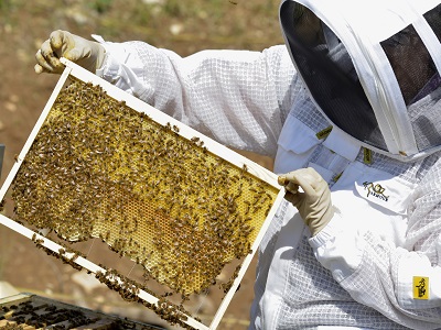 apicoltore istituto penitenziario