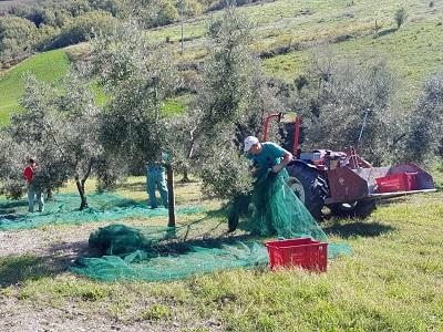 Raccolta delle olive nel carcere-fattoria di Ancona