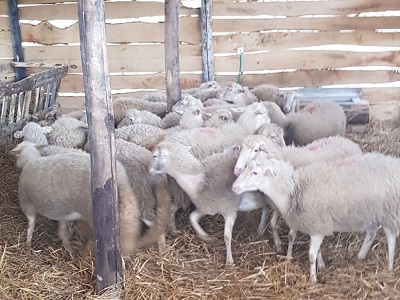 Pecore accudite nella stalla del carcere-fattoria di Ancona