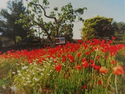 progetto terra nostra fornelli 2