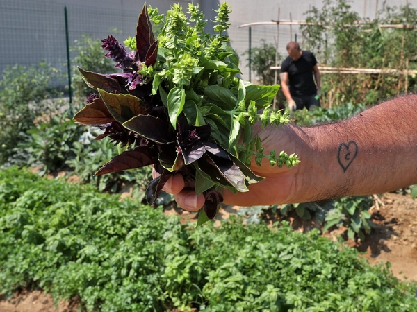 Orto della Casa circondariale di Pavia. La foto vincitrice del concorso ‘Orto Bello’, indetto dal Comune di Pavia (foto di Marcella Milani)