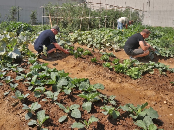 Orto della Casa circondariale di Pavia (foto di Marcella Milani)