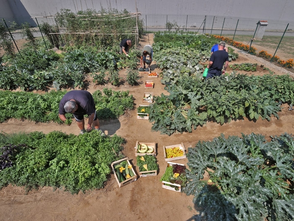 Orto della Casa circondariale di Pavia (foto di Marcella Milani)