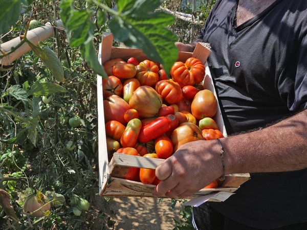 Orto della Casa circondariale di Pavia (foto di Marcella Milani)