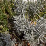 Il Palazzo accoglie - Viterbo