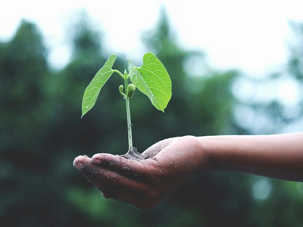 natura - agricoltura - foto generica (Credit: Pexels)