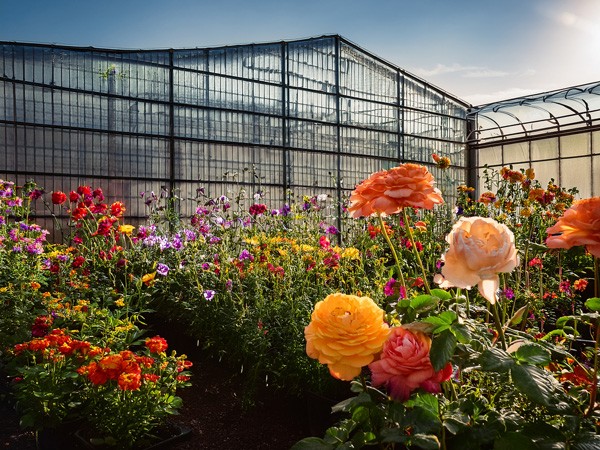 Fiori